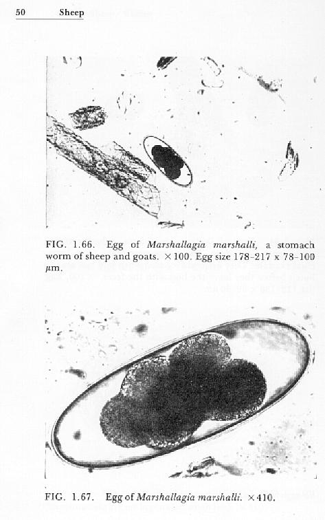 Stomach worm eggs infection in goats and sheep